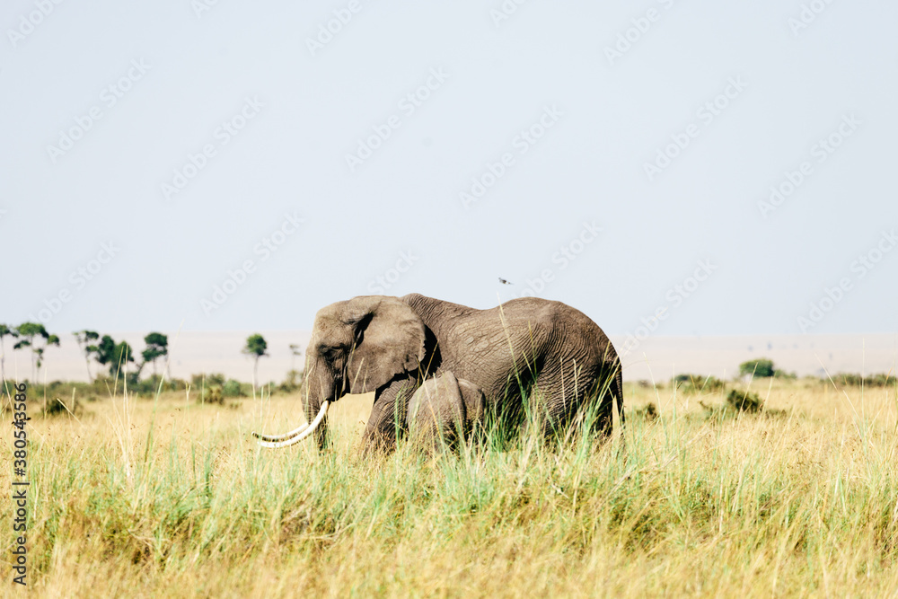 Elephants in the Long Grass Elephants in the Long Grass