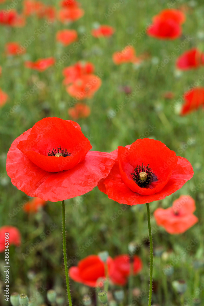 red poppy field red poppy field