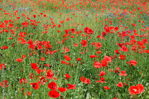 red poppy field