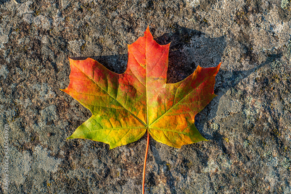 Single maple leaf in sunlight and all autumn colors Single maple leaf in sunlight and all autumn colors
