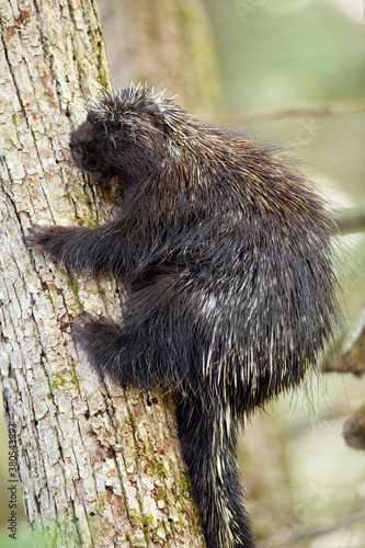 Porcupine photo