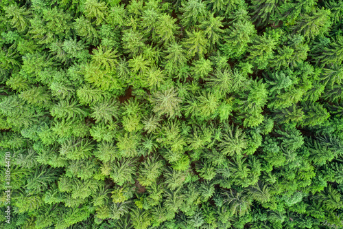 Plantation of spruce trees. Top down aerial view. Green spruce on the slope aerial view. Aerial view from above on the green trees in the forest. Background forest view from above. Dense pine forest