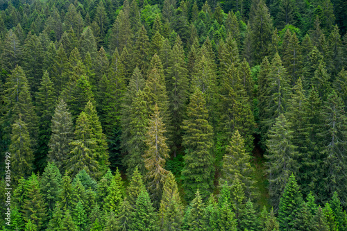 Alpine spruce forest on a hill. Plantation of spruce trees. Top down aerial view. Green spruce on the slope aerial view from the side. Background forest view from above, green forest nature texture