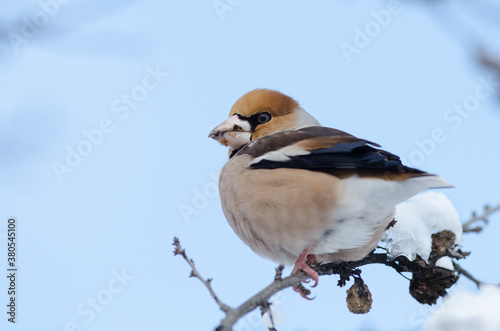 Hawfinch (Coccothraustes coccothraustes)