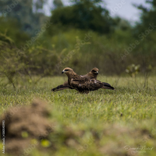 vulture in the grass