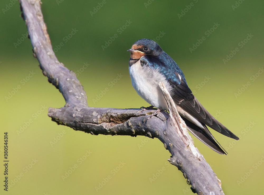 Fototapeta premium Barn swallow; hirundo rustica
