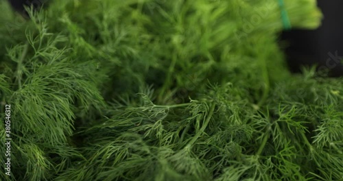 Fresh dill branches rotating on black background