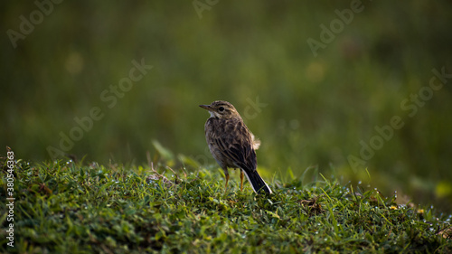 bird in the grass