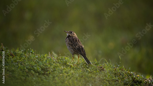 sparrow on the grass