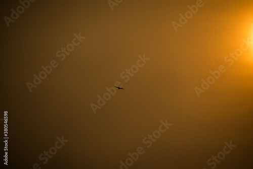 bird in sky