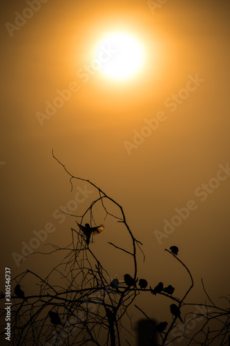 silhouette 