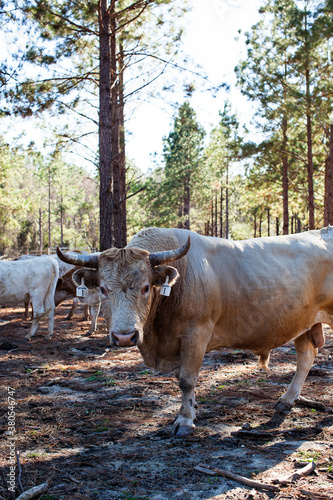 cattle on a farm - digital file photo