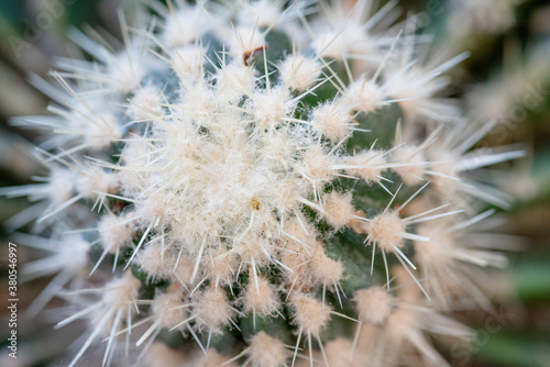 close up of cactus