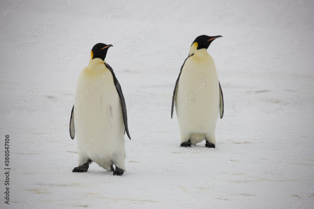 Obraz premium Antarctica emperor penguin close up on a cloudy winter day