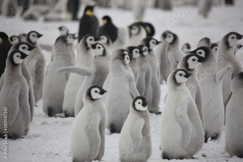 Antarctica group of emperor penguins on a cloudy winter day © Iurii