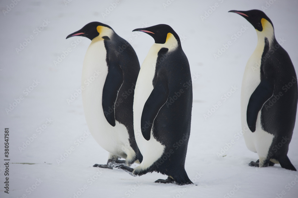 Obraz premium Antarctica emperor penguin close up on a cloudy winter day