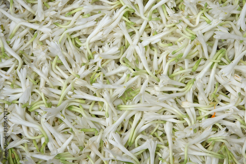 white color Tuberose or Rajnigandha flowers