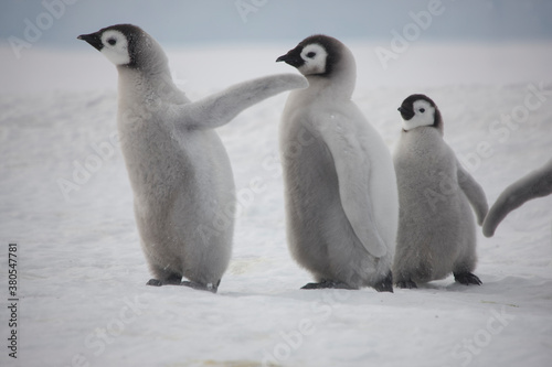 Antarctica emperor penguin chicks close up on a cloudy winter day photo
