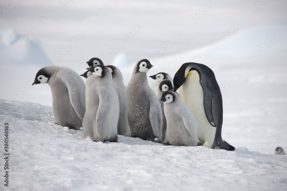 Fototapeta premium Antarctica group of emperor penguins on a cloudy winter day