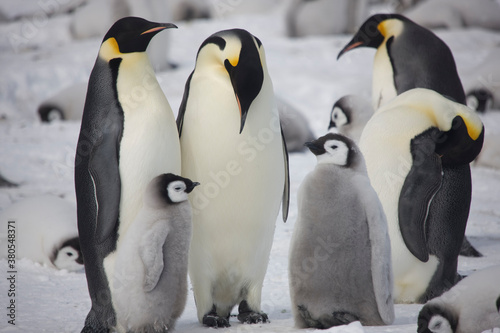 Antarctica emperor penguin chicks with parents close up on a cloudy winter day