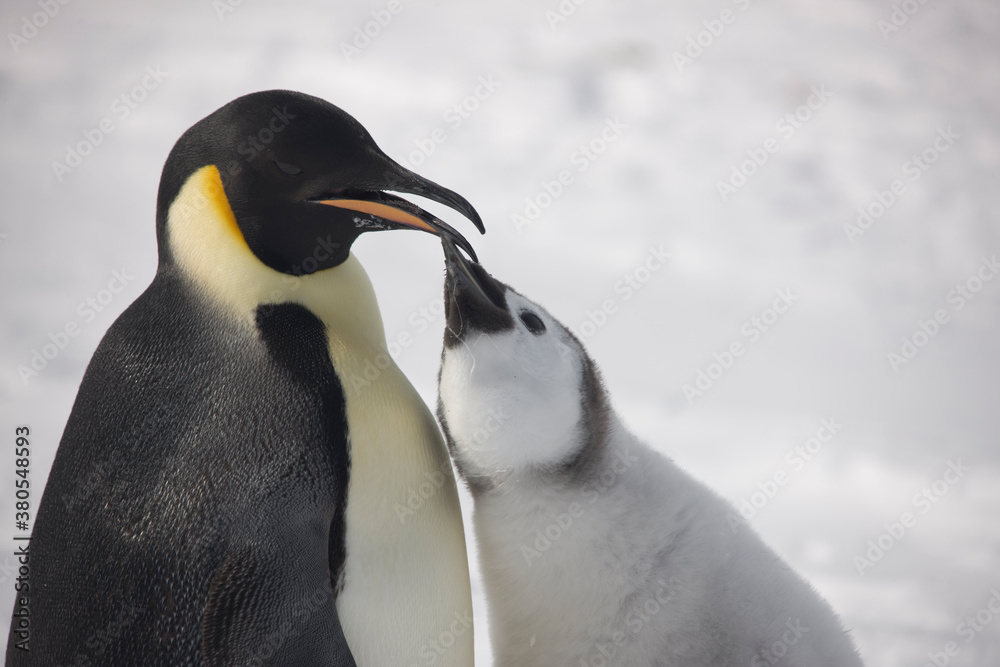 Naklejka premium Antarctica feeding emperor penguin chick close up on a cloudy winter day