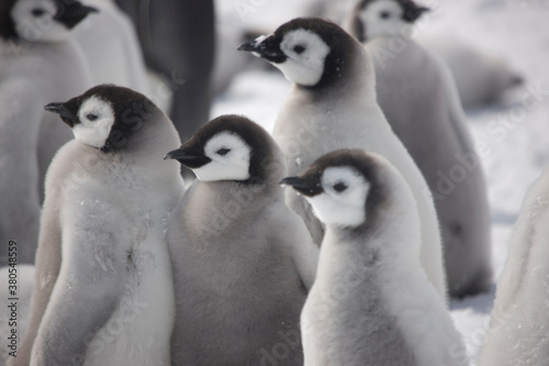 Antarctica emperor penguin chicks close up on a cloudy winter day
