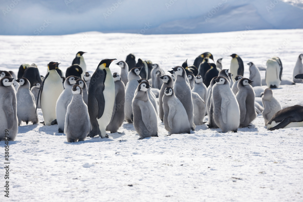 Obraz premium Antarctica group of emperor penguins on a cloudy winter day