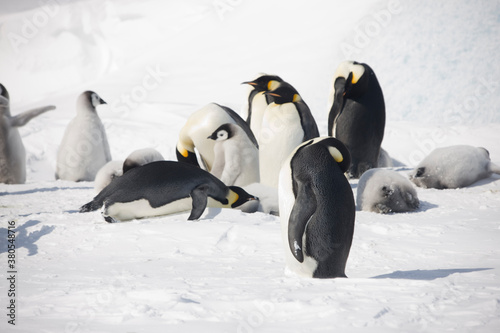 Antarctica group of emperor penguins on a cloudy winter day