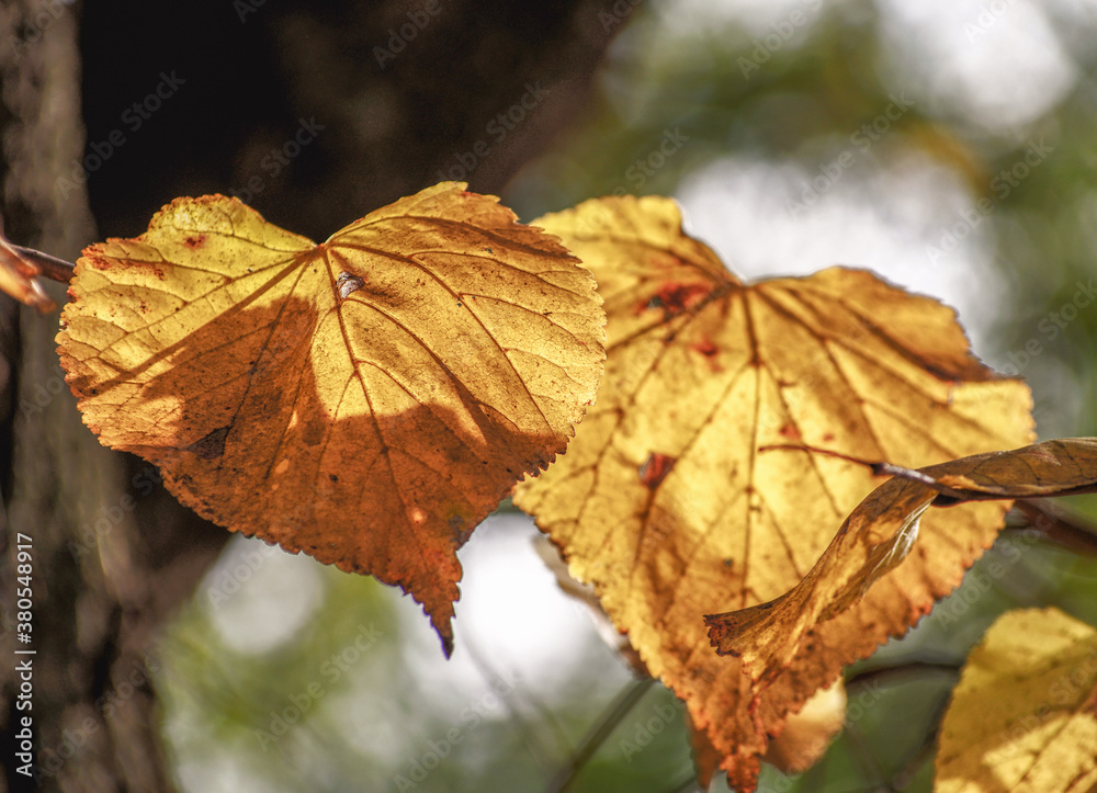 Yellow leaves on a twig in autumn