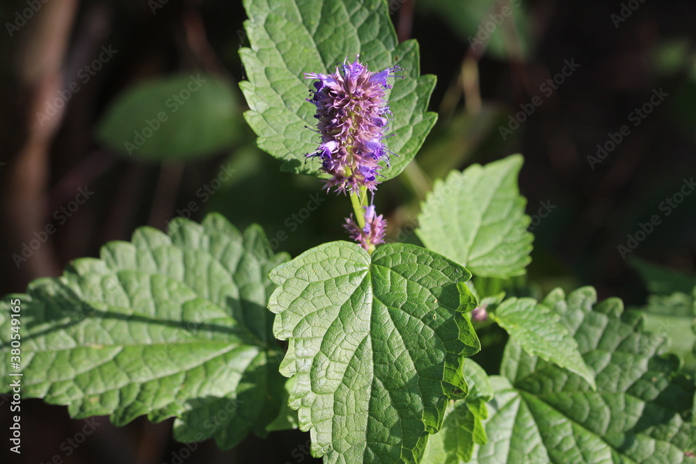Anisagastache Anisagastache