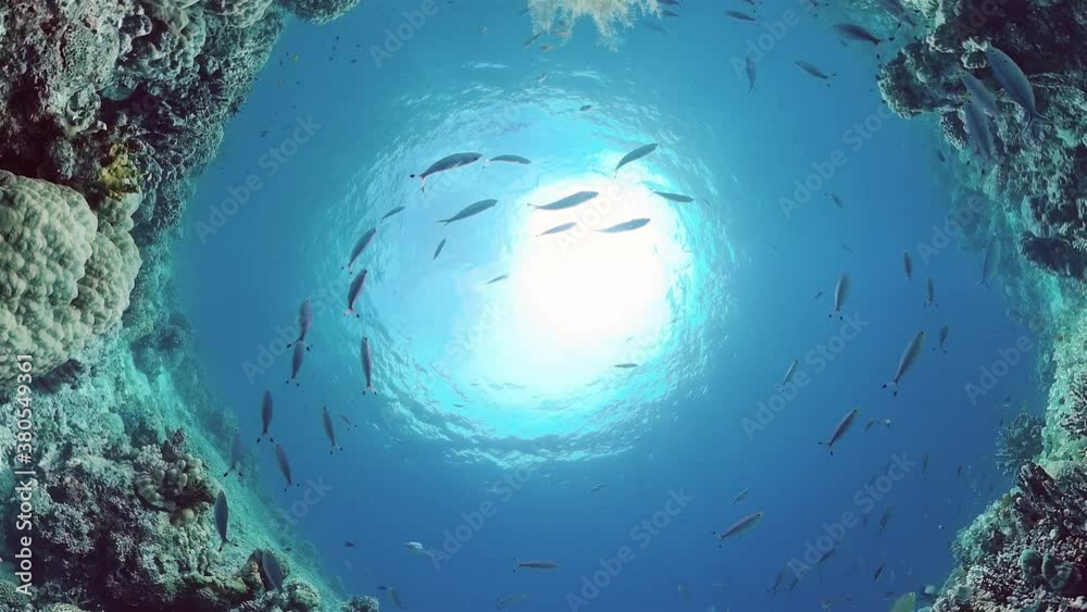 Tropical coral reef and fishes underwater. Hard and soft corals. Underwater video. Panglao, Bohol, Philippines. Tropical coral reef and fishes underwater. Hard and soft corals. Underwater video. Panglao, Bohol, Philippines.