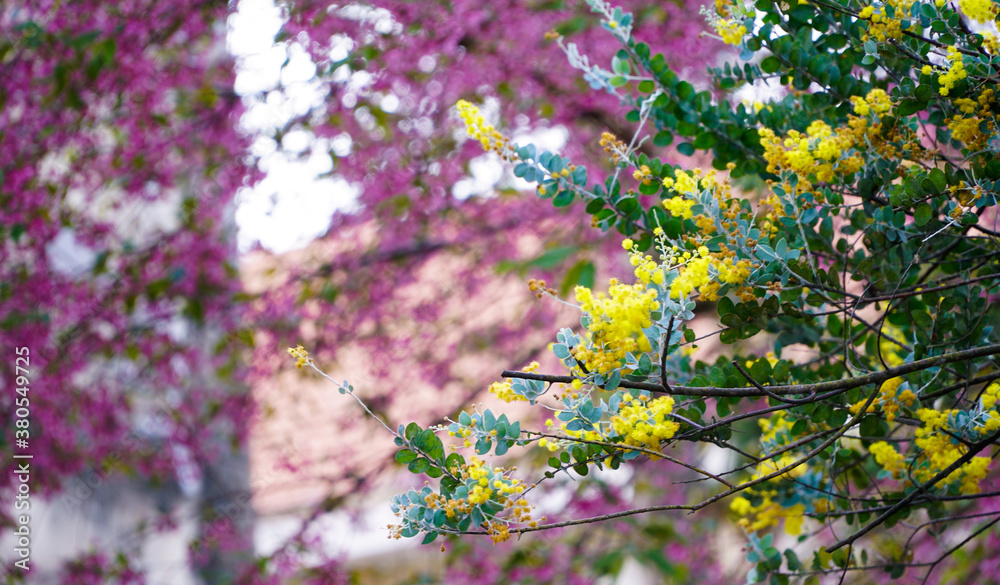 flowers in spring