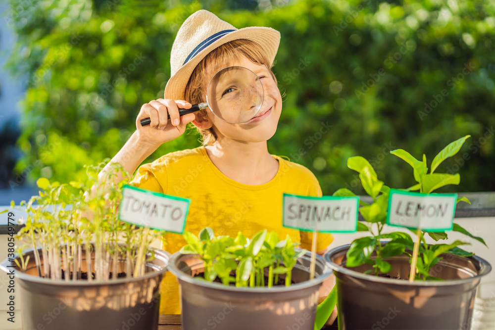 Fototapeta premium The boy studies the plants through a magnifying glass. He is doing gardening on his balcony. Natural development for children