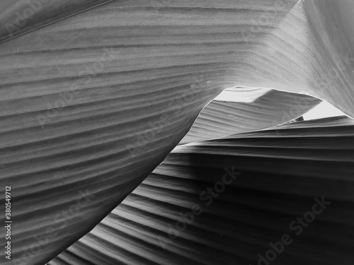 Black and white leave texture for background, close up tropical nature dark leaf caladium frame, image tone filter vintage style, forest and travel adventure concept.