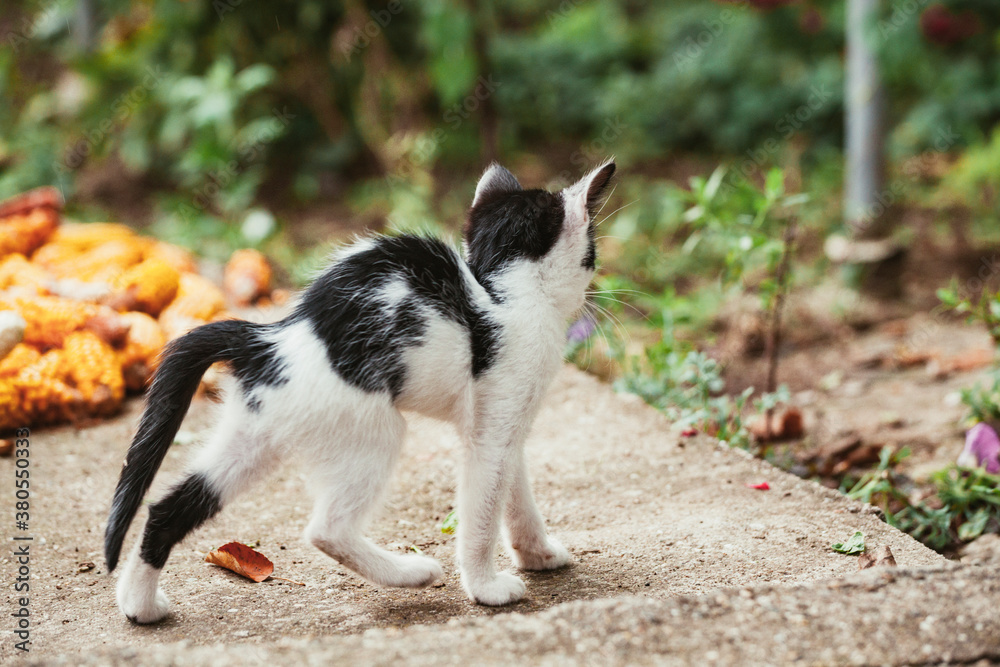 Kitten stretching Kitten stretching