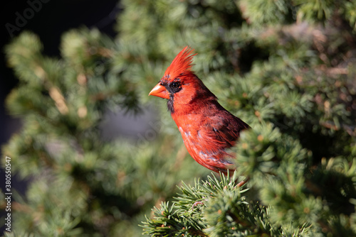 A Norther Cardinal perched in a pine tree.