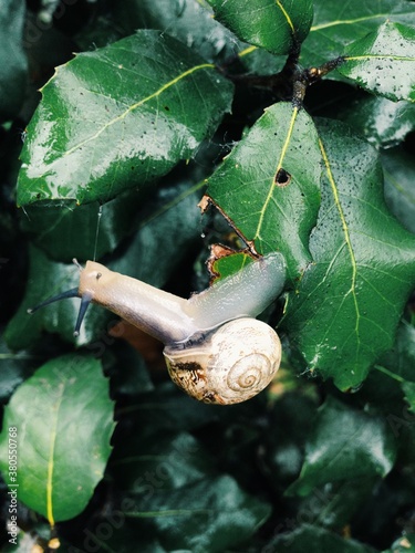 a snail eating green leafs photo