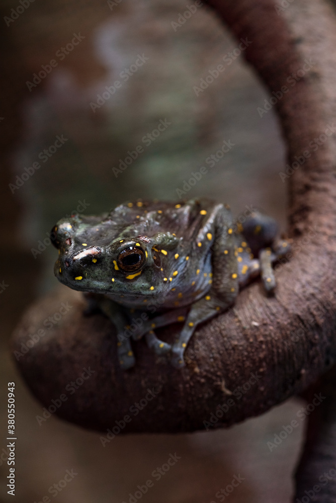 Fototapeta premium Frog on a branch