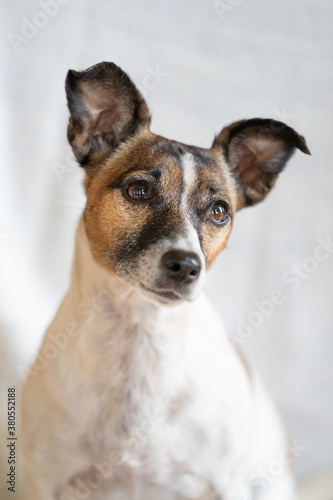 Brown, black and white older Jack Russell Terrier on a chair , half body