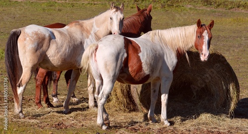 Pretty horses around their hay bale.