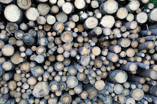 Entrance to the forest. A shot of the end of the logs stacked along the edge.