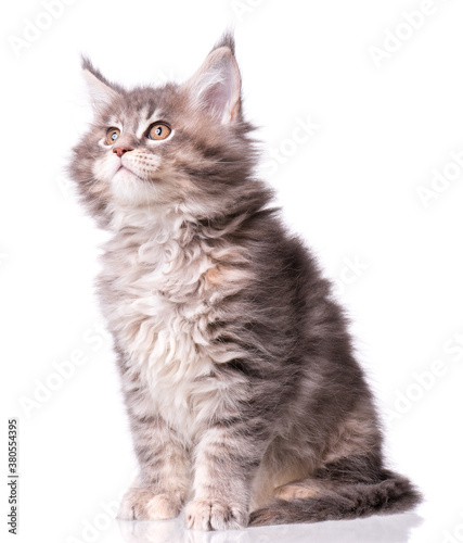 Maine Coon kitten 2 months old. Cat isolated on white background. Portrait of beautiful domestic gray kitty.
