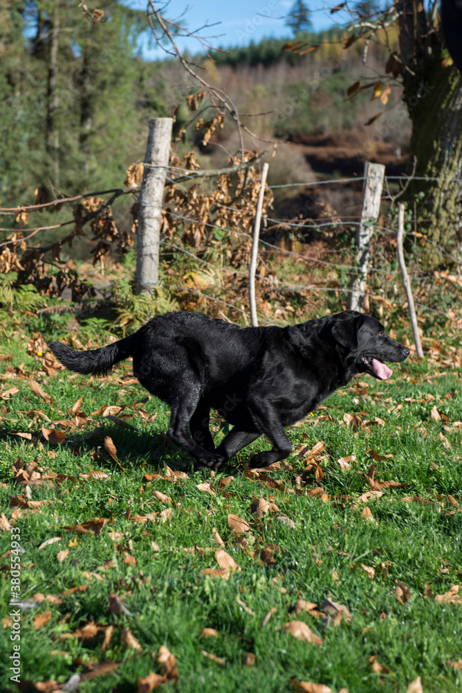 Black Labrador collecting ducks and pheasants on a hunt in the French Riviera Black Labrador collecting ducks and pheasants on a hunt in the French Riviera