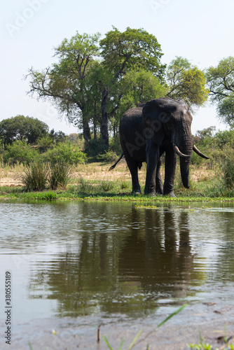   l  phant d Afrique  Loxodonta africana  Parc national Kruger  Afrique du Sud