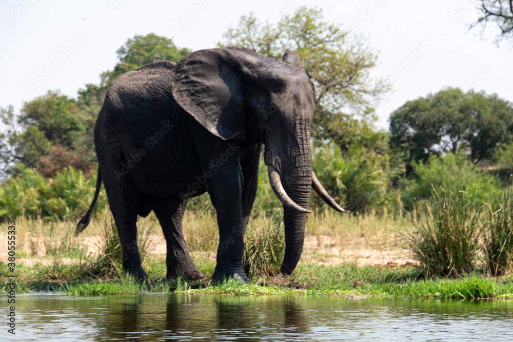 Obraz premium Éléphant d'Afrique, Loxodonta africana, Parc national Kruger, Afrique du Sud