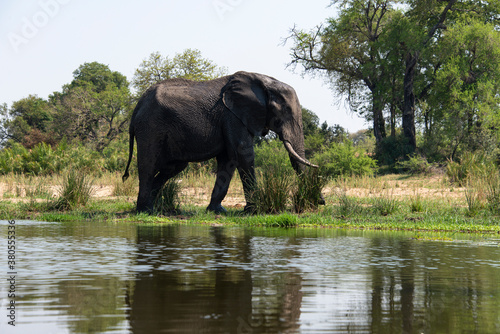 Éléphant d'Afrique, Loxodonta africana, Parc national Kruger, Afrique du Sud © JAG IMAGES