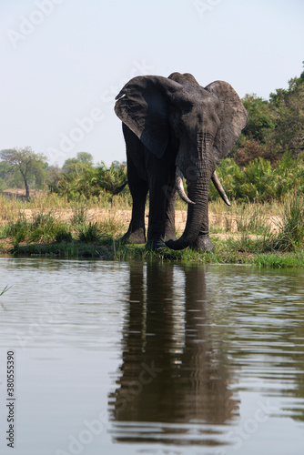   l  phant d Afrique  Loxodonta africana  Parc national Kruger  Afrique du Sud