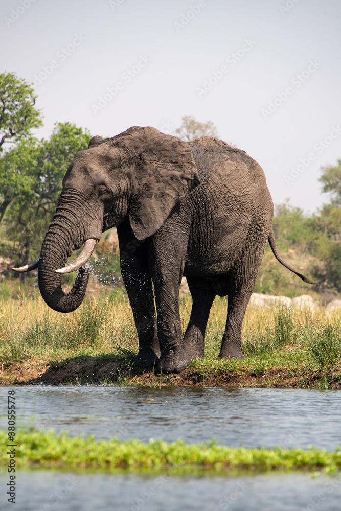 Fototapeta premium Éléphant d'Afrique, Loxodonta africana, Parc national Kruger, Afrique du Sud