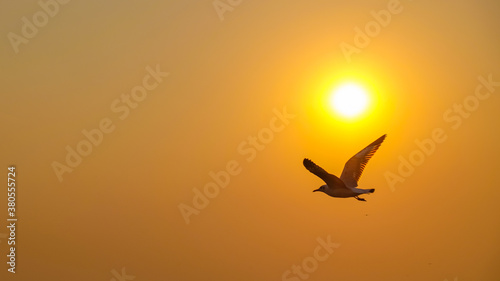 Seagulls over the sea with sunset at Bang Pu recreation centre, Samut Prakan, Thailand © NUTTEE