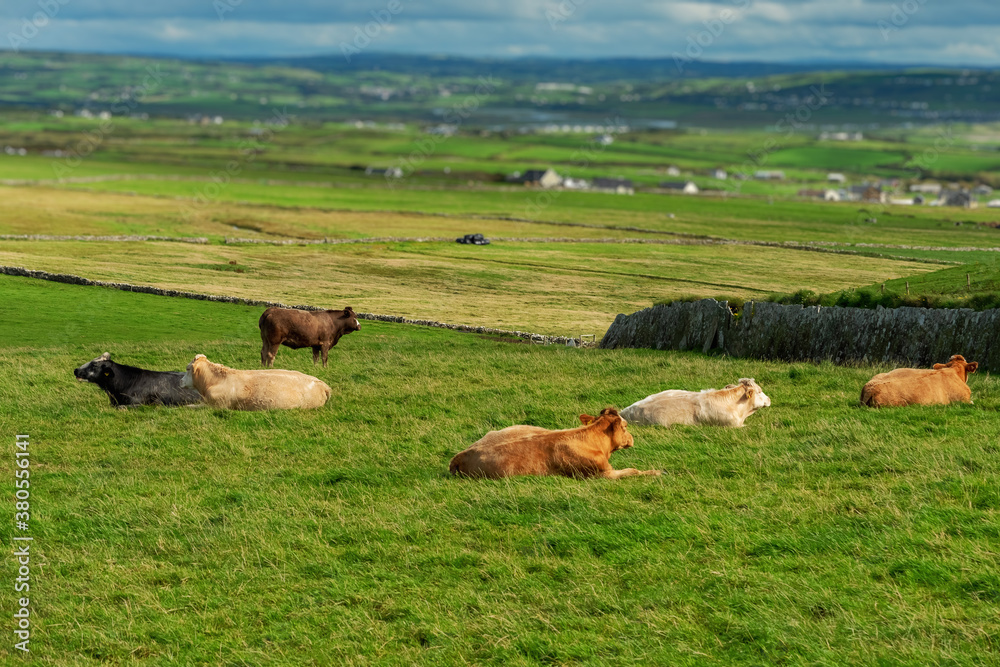 Obraz premium Herd of cows resting in a field on a sunny day on a green grass. West of Ireland.